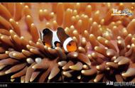 《亚洲-海陆空之海》中的可爱公主小丑鱼：揭秘“眼斑双锯鱼”