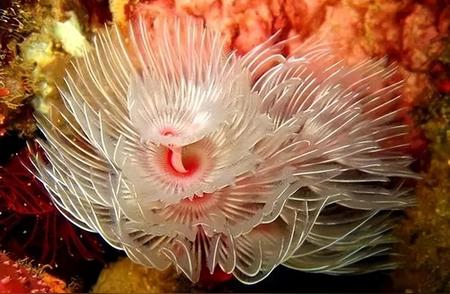 深海珊瑚的艳丽色彩：一场视觉盛宴