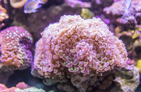 珊瑚礁的救赎：外来珊瑚能否拯救垂死生态？