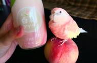 秋草鹦鹉：国内罕见的粉色虎皮鹦鹉