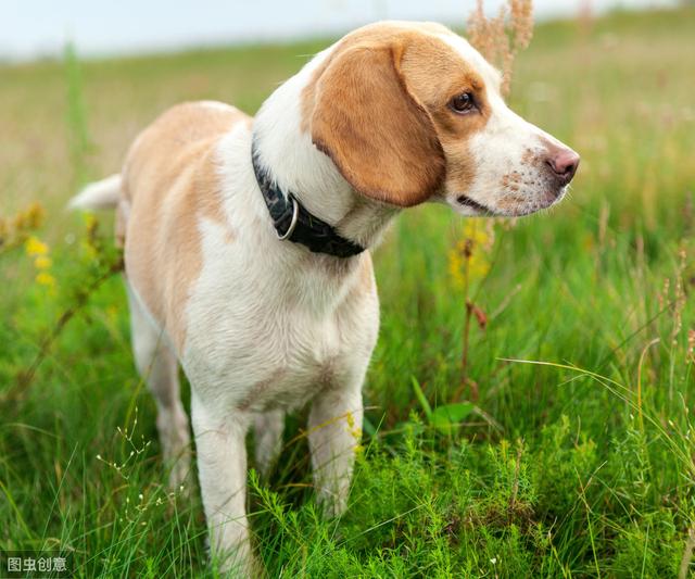 世界上最小的狩猎犬-比格犬，体型虽小却能轻松抓捕兔子