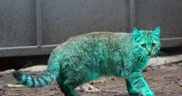 外国出现荧光绿色的猫，颜色一天比一天深，晚上“自带灯光”