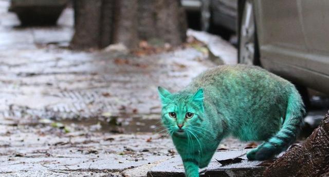 外国出现荧光绿色的猫，颜色一天比一天深，晚上“自带灯光”
