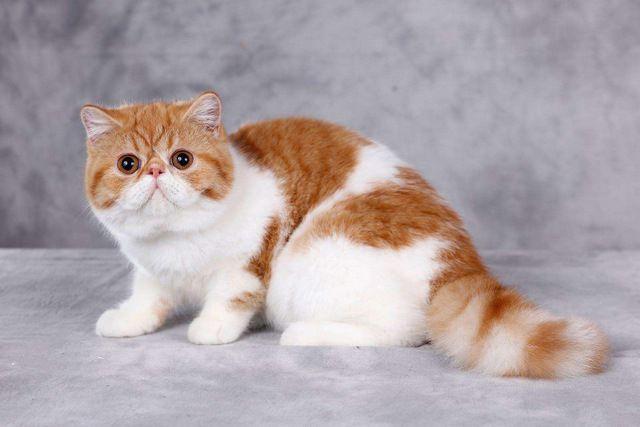 地球上10大最温顺的猫咪，波斯猫和布偶猫上榜，你家养了吗？