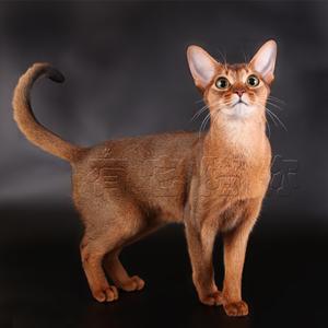 猫咪百科之阿比西尼亚猫