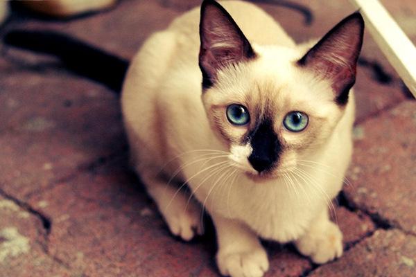 地球上10大最温顺的猫咪，波斯猫和布偶猫上榜，你家养了吗？