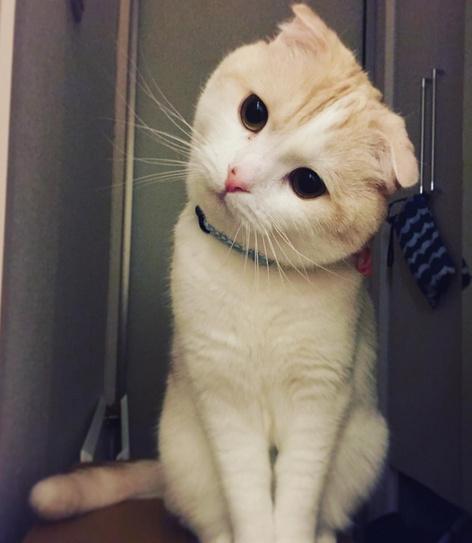苏格兰折耳猫名叫kinako，一张满脸困惑的模样已经迷倒了很多人了