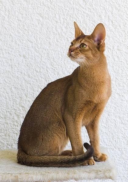 猫咪百科之阿比西尼亚猫