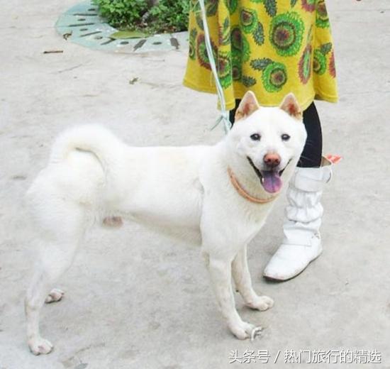 中华田园犬三大品系之两广品系，擅捕猎，战斗力强