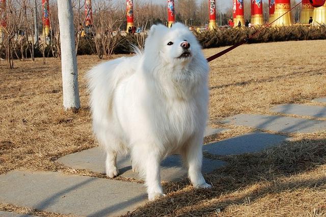 萨摩耶犬的百科世界