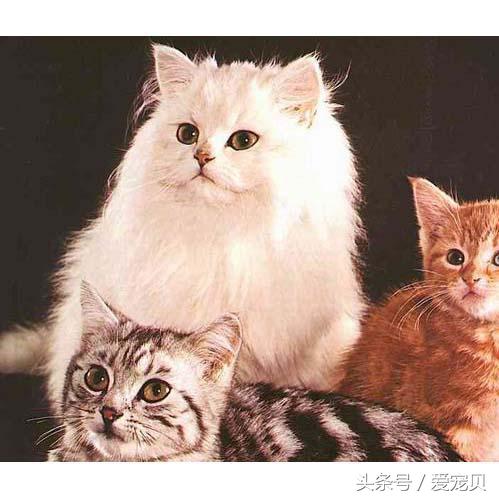 猫中贵族：金吉拉猫