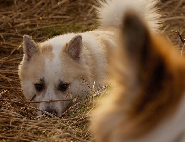 宠物图集：冰岛牧羊犬