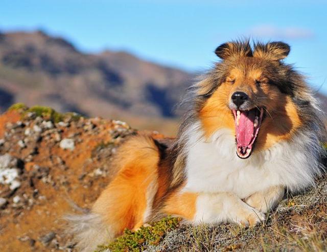 宠物图集：冰岛牧羊犬