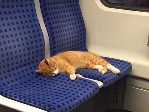 虎斑猫在电车上睡太熟不忍叫醒，很有家教模样让人又怜又爱啊