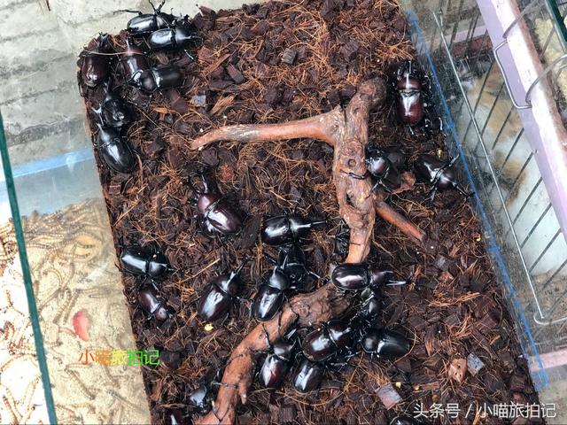 云南昆明花鸟市场，螃蟹，蜗牛，龙虾成宠物，有种蛙85元一只