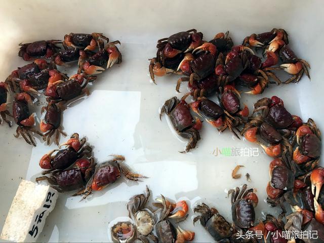 云南昆明花鸟市场，螃蟹，蜗牛，龙虾成宠物，有种蛙85元一只