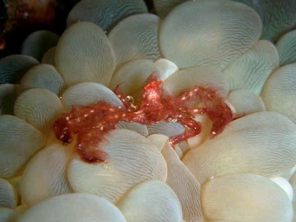 地球上10大最奇妙的螃蟹，有些有点吓人，有些美丽无比