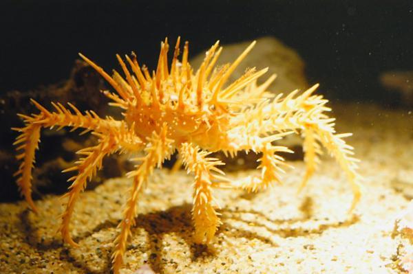 地球上10大最奇妙的螃蟹，有些有点吓人，有些美丽无比
