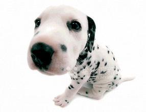 最贵的斑点狗，大麦町犬纯种价值8万一天