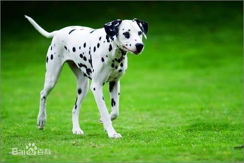 最贵的斑点狗，大麦町犬纯种价值8万一天