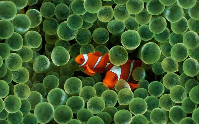 海洋世界图集欣赏：美美的小丑鱼