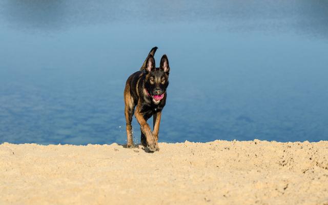 比利时玛利诺犬，最勇猛的保镖，坚毅的守护者！