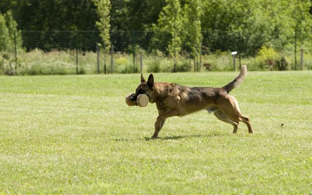 比利时玛利诺犬，最勇猛的保镖，坚毅的守护者！
