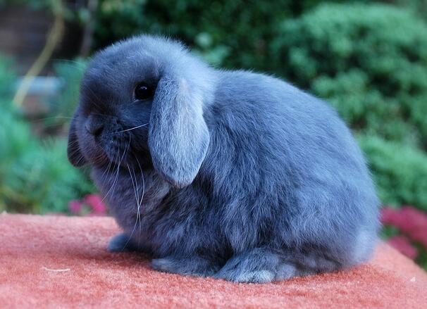 英国迷你垂耳兔又称“侏儒”兔，有没有觉得很可爱啊？