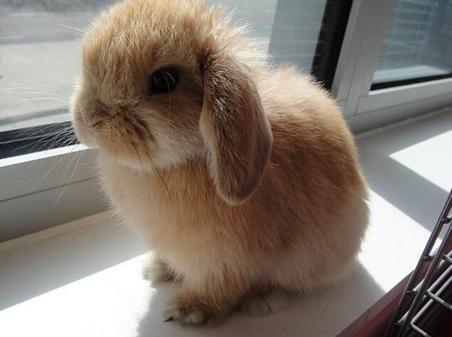 英国迷你垂耳兔又称“侏儒”兔，有没有觉得很可爱啊？