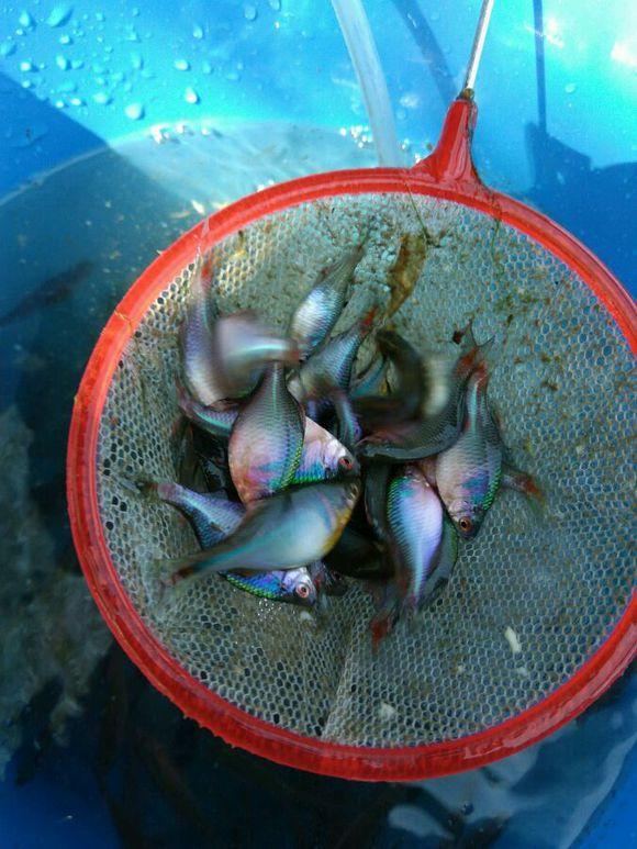农村最挑水质的鱼——屎盖皮，一斤几十块，有价无货